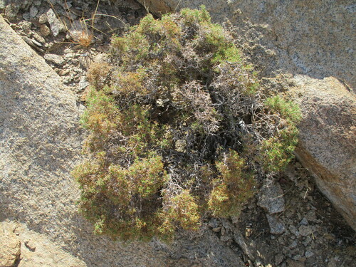 Amphiasma divaricatum (Amphiasma divaricatum)