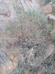Amphiasma divaricatum (Amphiasma divaricatum)