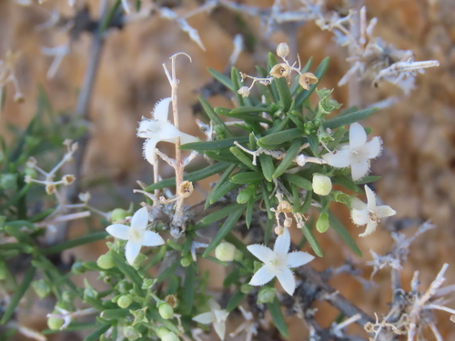 Amphiasma divaricatum (Amphiasma divaricatum)