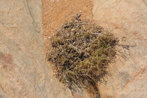 Amphiasma divaricatum (Amphiasma divaricatum)