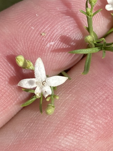 Amphiasma divaricatum (Amphiasma divaricatum)
