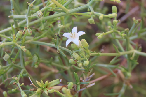 Amphiasma divaricatum (Amphiasma divaricatum)