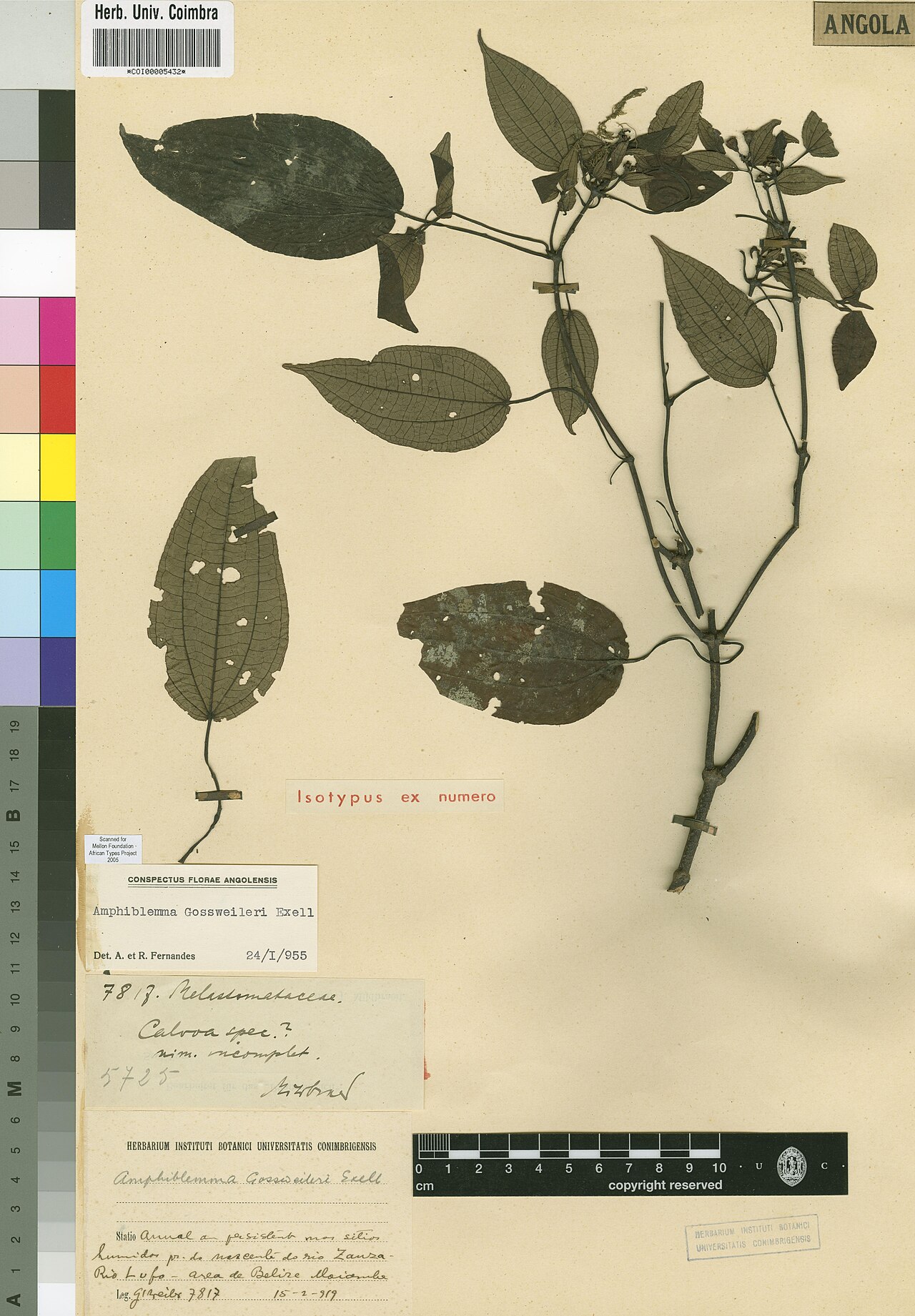 Amphiblemma gossweileri: Photograph of Isotype of Amphiblemma gossweileri at Herbarium of the University of Coimbra, Portugal (COI). Specimen COI00005432. http://coicatalogue.uc.pt/spec