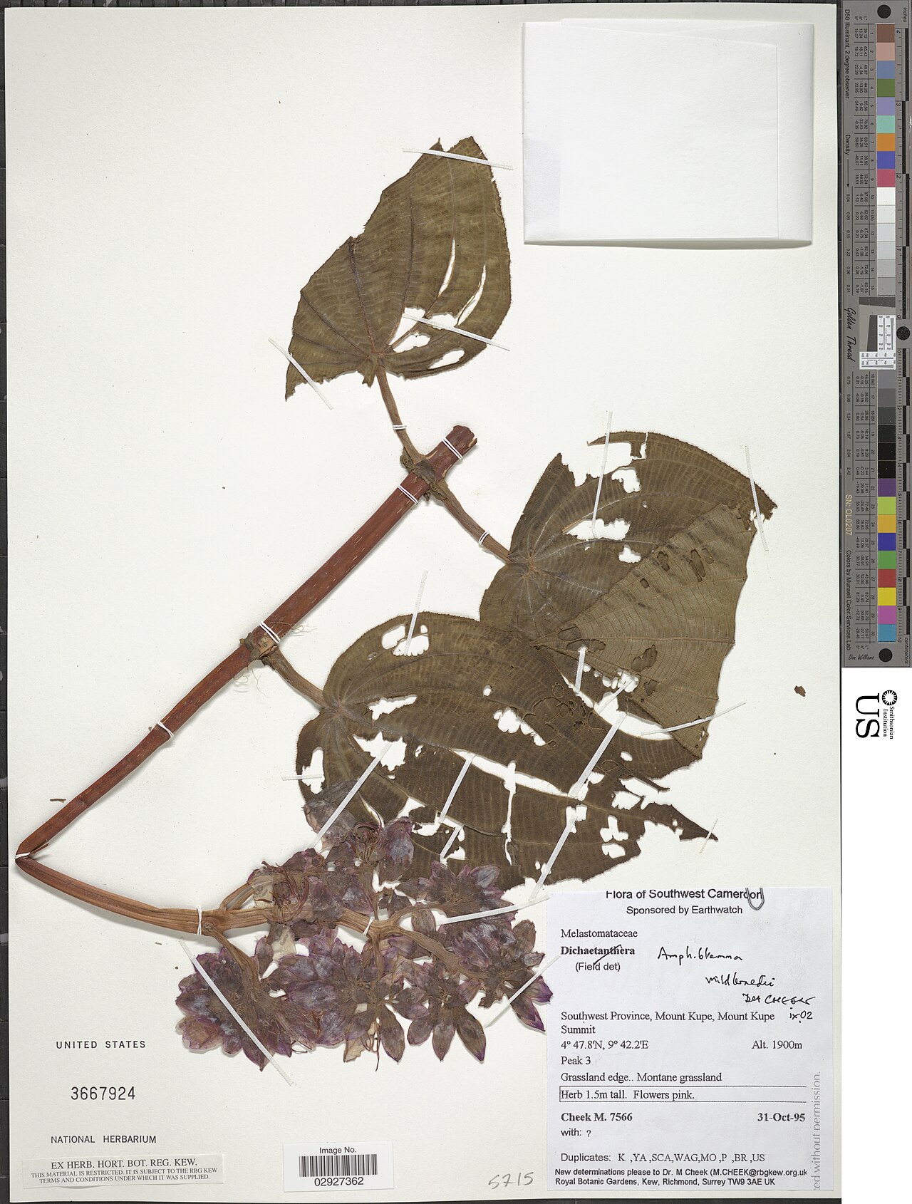 Amphiblemma mildbraedii: * Amphiblemma mildbraedii Gilg ex Engl. Object Details Record Last Modified 3 Oct 2018 Specimen Count 1 Collection Date Transcribed d/m/y: 31/10/95 Barcode 0292