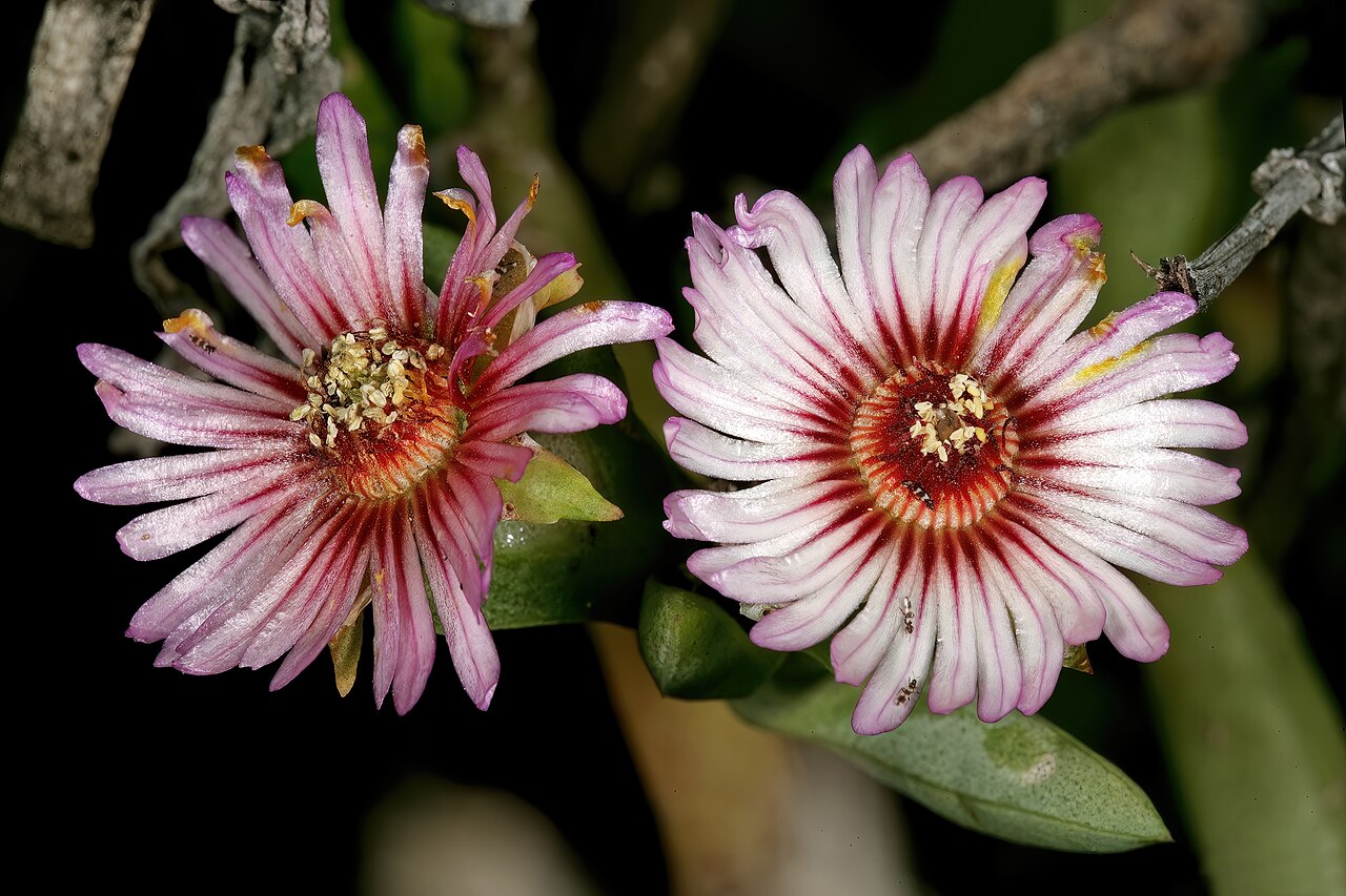 Amphibolia laevis: Amphibolia laevis , flowers; on granite hill, St Helena Bay, Western Cape, South Africa.