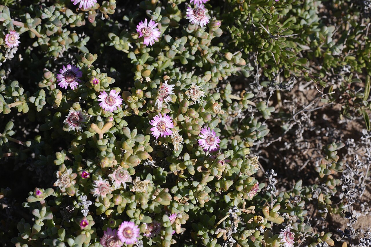 Amphibolia laevis: Сoastline of Namaqua National Park, Namaqualand Coastal Duneveld, Northern Cape, South Africa