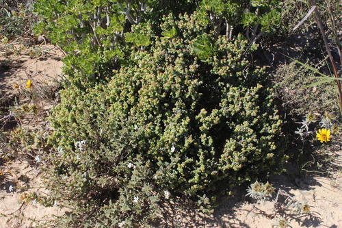 Amphibolia rupis-arcuatae (Amphibolia rupis-arcuatae)