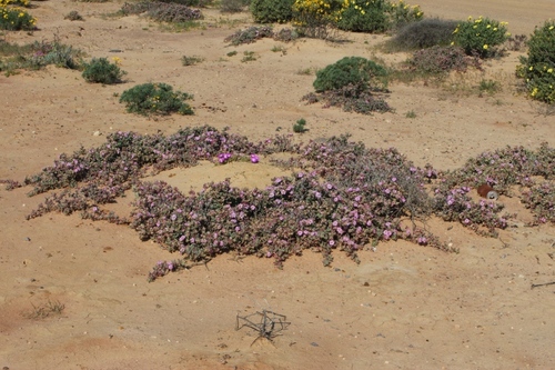 Amphibolia succulenta (Amphibolia succulenta)