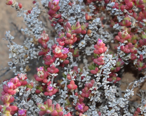 Amphibolia succulenta (Amphibolia succulenta)
