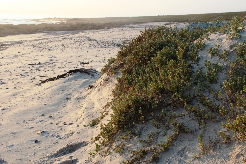Amphibolia succulenta (Amphibolia succulenta)
