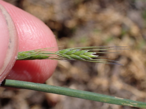 Amphibromus fluitans (Amphibromus fluitans)