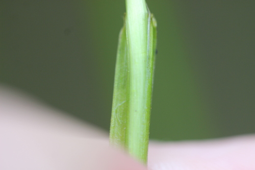 Amphibromus fluitans (Amphibromus fluitans)
