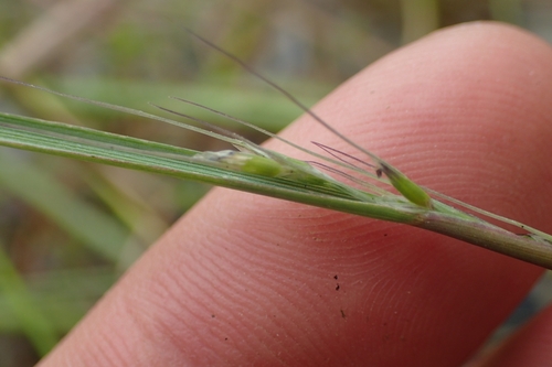 Amphibromus fluitans (Amphibromus fluitans)