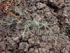 Amphibromus fluitans (Amphibromus fluitans)