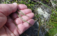 Amphibromus fluitans (Amphibromus fluitans)