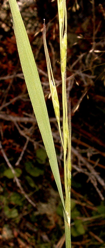 Amphibromus fluitans (Amphibromus fluitans)