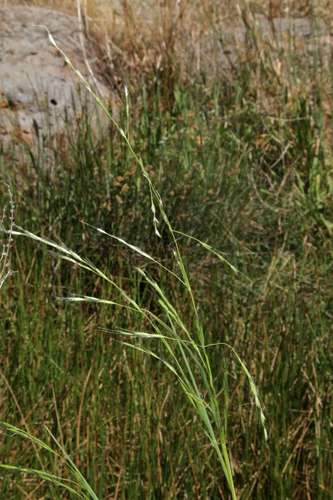 Amphibromus nervosus (Amphibromus nervosus)