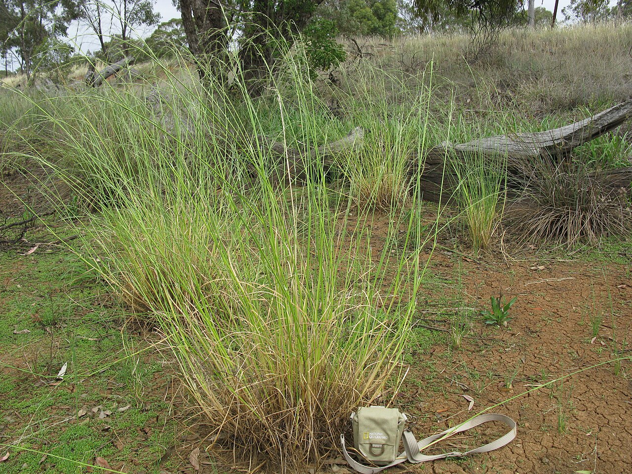 Amphibromus nervosus: Native, cool season to yearlong green, perennial, tufted grass to 1.3 m tall. Leaf sheaths are ribbed; blades are linear, 1.5–3.5 mm wide, hairless to rough to