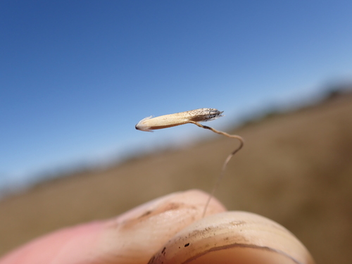 Amphibromus nervosus (Amphibromus nervosus)