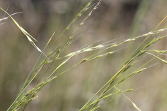Amphibromus nervosus (Amphibromus nervosus)
