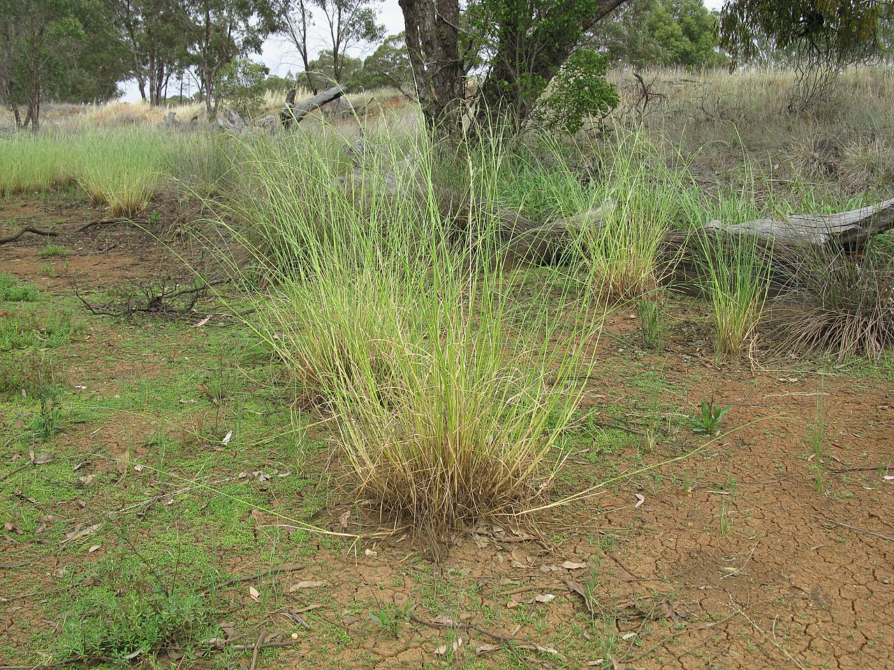 Amphibromus nervosus: Native, cool season to yearlong green, perennial, tufted grass to 1.3 m tall. Leaf sheaths are ribbed; blades are linear, 1.5–3.5 mm wide, hairless to rough to
