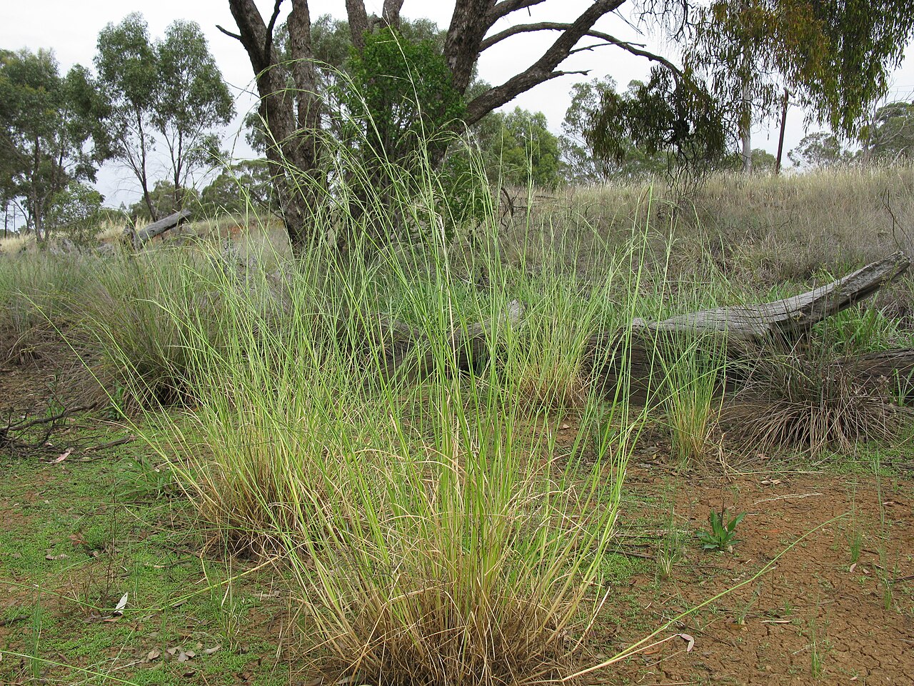 Amphibromus nervosus: Native, cool season to yearlong green, perennial, tufted grass to 1.3 m tall. Leaf sheaths are ribbed; blades are linear, 1.5–3.5 mm wide, hairless to rough to