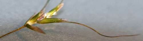 Amphibromus nervosus (Amphibromus nervosus)