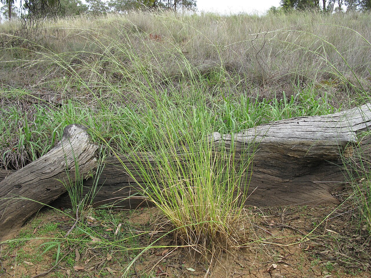 Amphibromus nervosus: Native, cool season to yearlong green, perennial, tufted grass to 1.3 m tall. Leaf sheaths are ribbed; blades are linear, 1.5–3.5 mm wide, hairless to rough to
