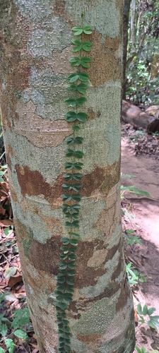 Amphilophium bauhinioides (Amphilophium bauhinioides)