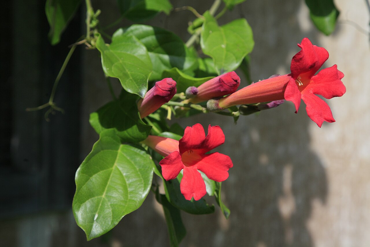 Blood-trumpet: Distictis buccinatoria