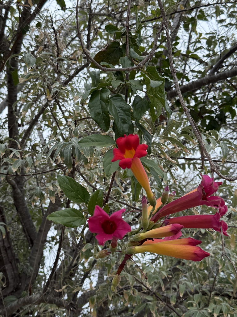 Blood-trumpet (Amphilophium buccinatorium)