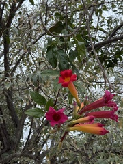 Blood-trumpet (Amphilophium buccinatorium)