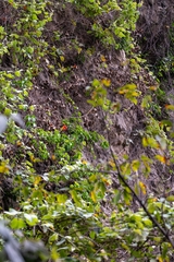 Blood-trumpet (Amphilophium buccinatorium)