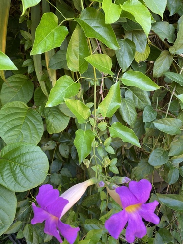 Blood-trumpet (Amphilophium buccinatorium)