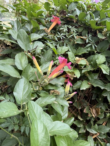 Blood-trumpet (Amphilophium buccinatorium)