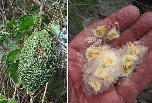 Amphilophium carolinae: Seed case and seeds of this unusual species. In context at www.dixpix.ca/sth_cordillera/flora/bignonia/index.html