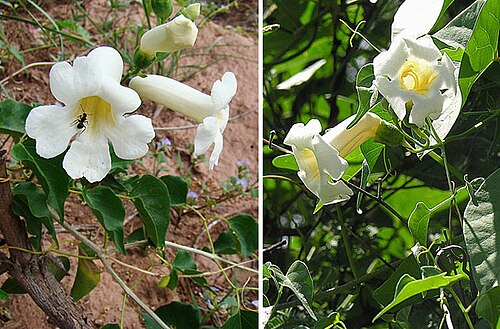 Amphilophium carolinae: From the mountains of Medoza Province, Argentina. May be moving to the Amphilophium genus. In context at www.dixpix.ca/sth_cordillera/flora/bignonia/index.html 