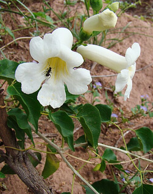 Amphilophium carolinae: From the mountains of Medoza Province, Argentina. May be moving to the Amphilophium genus.