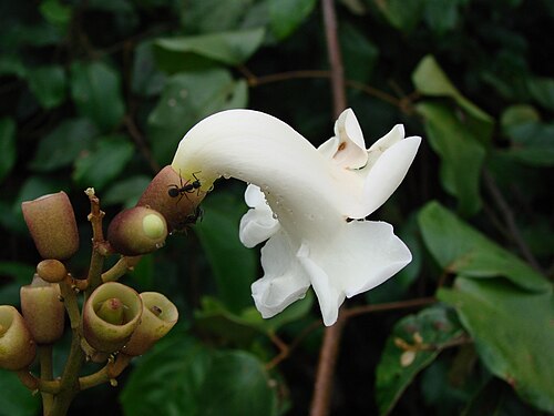 Monkey's-comb: Amphilophium crucigerum (L.) L.G.Lohmann - ( bas. Bignonia crucigera L. ; sin. hom. Pithecoctenium crucigerum (L.) A.H.Gentry ) - BIGNONIACEAE - Parque Estadual