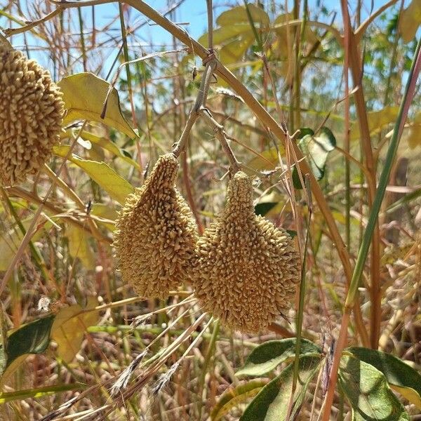 Monkey's-comb (Amphilophium crucigerum)