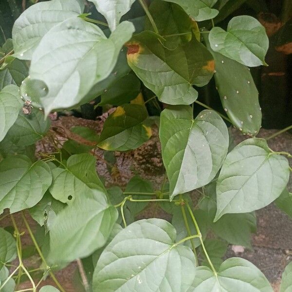 Monkey's-comb (Amphilophium crucigerum)