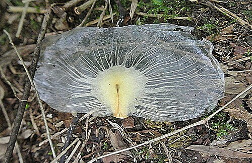 Monkey's-comb: The winged seeds of this species come from a pod known as a Monkey Comb. Photo from northeastern Colombia. Some place this in the Pithecoctenium genus.