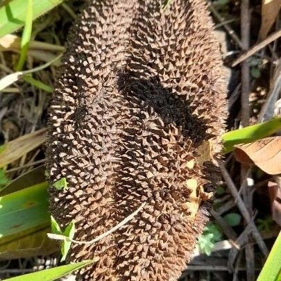 Monkey's-comb (Amphilophium crucigerum)