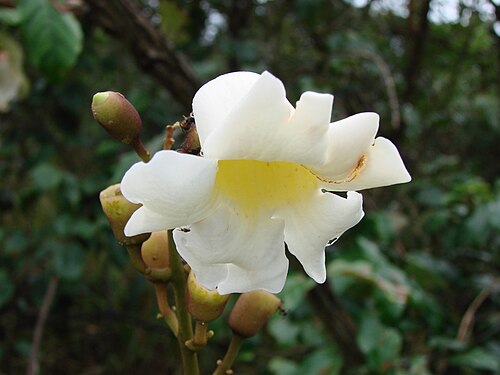 Monkey's-comb: Amphilophium crucigerum (L.) L.G.Lohmann - ( bas. Bignonia crucigera L. ; sin. hom. Pithecoctenium crucigerum (L.) A.H.Gentry ) - BIGNONIACEAE - Parque Estadual
