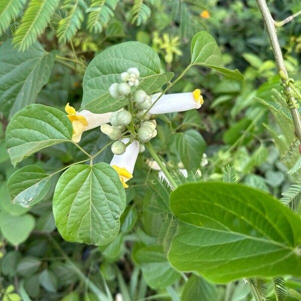 Monkey's-comb (Amphilophium crucigerum)