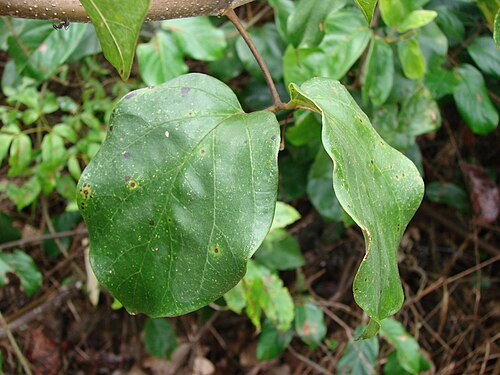 Monkey's-comb: Amphilophium crucigerum (L.) L.G.Lohmann - ( bas. Bignonia crucigera L. ; sin. hom. Pithecoctenium crucigerum (L.) A.H.Gentry ) - BIGNONIACEAE - Parque Estadual