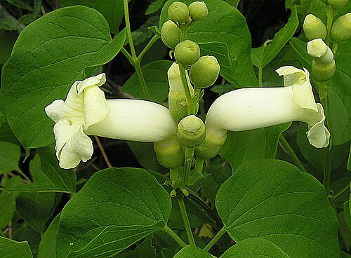 Monkey's-comb: Pithecoctenium crucigerum