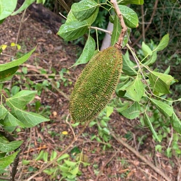 Monkey's-comb (Amphilophium crucigerum)