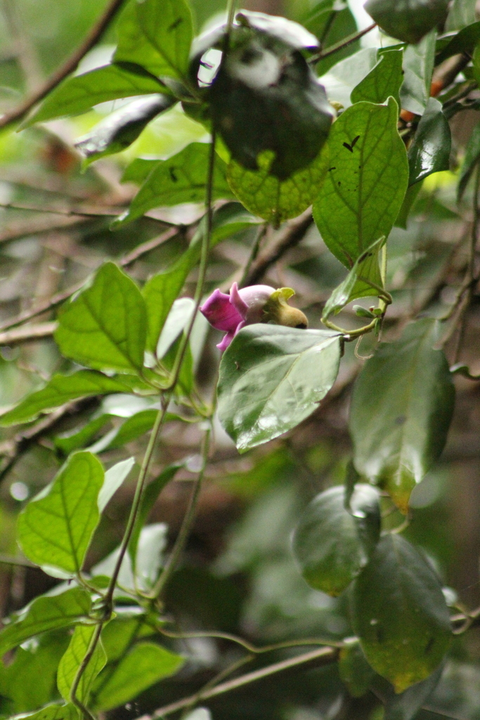 Amphilophium dusenianum (Amphilophium dusenianum)