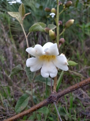 Amphilophium elongatum (Amphilophium elongatum)